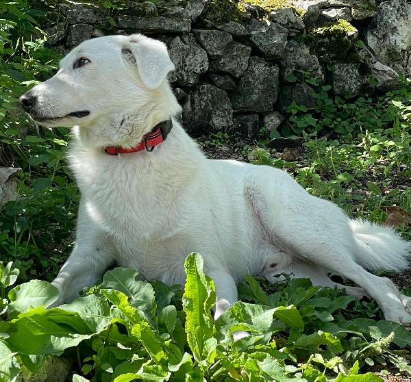 MI ADOTTI? SONO IL DOLCE CESARE Foto 6